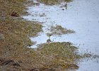 Citroenkwikstaart (Citrine wagtail) Motacilla citreola - Kharkhorin 16-08-2016 (2)
